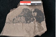 Foto (Detailansicht) von Banksia haeringiana Ettingshausen (NHMW-GEO-2024-0188-8005)